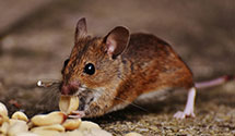 24 Hour & Emergency Exterminators in Cavour, SD